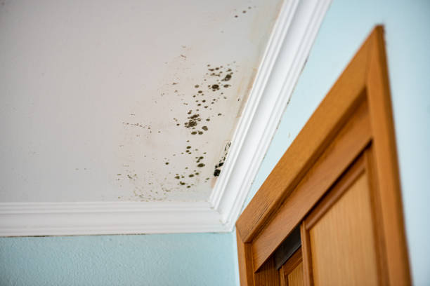 Best Mold Removal Company Near Me  in Rogers City, MI