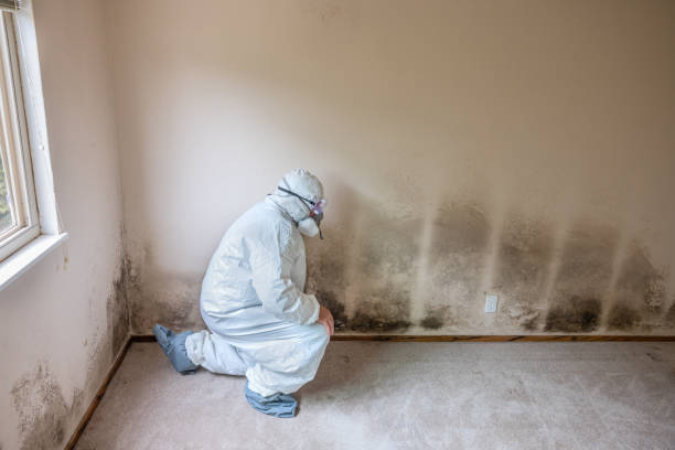 Best Fast Mold Removal  in Rogers City, MI