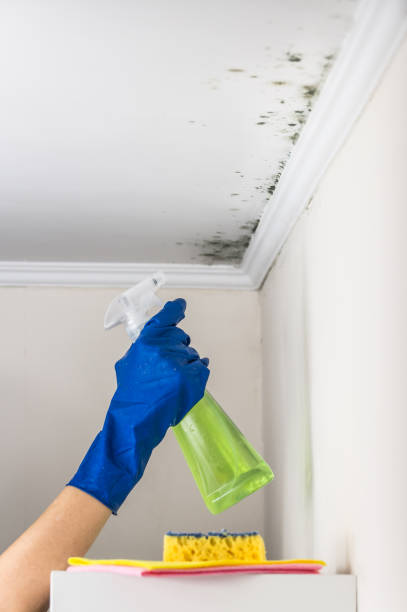 Best Mold Damage Repair  in Rogers City, MI