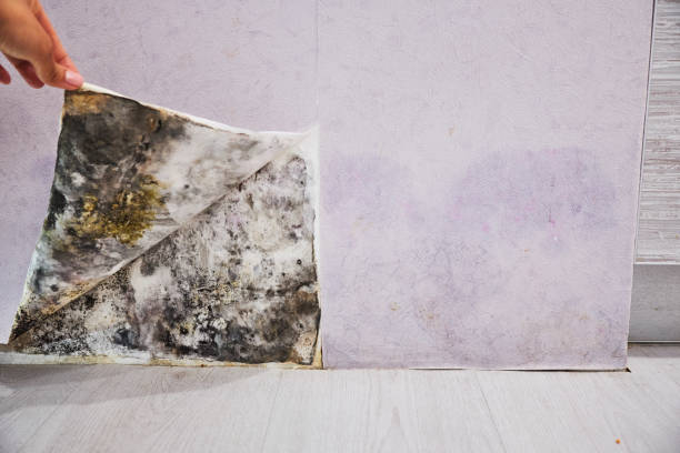 Best Home Mold Removal  in Rogers City, MI